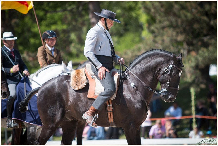 Pferd International 197